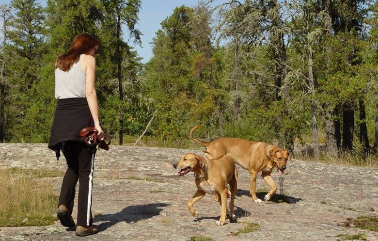 A woman walks on a rocky and tree-lined area with two dogs.