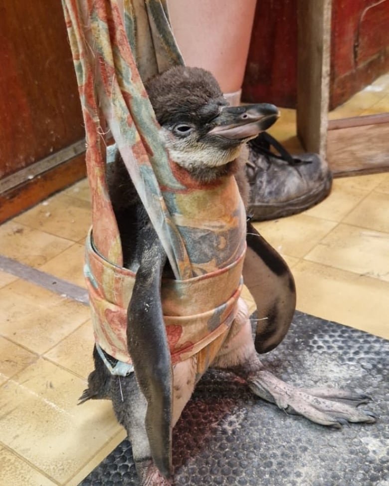 A penguin stands on her feet while being held in a sling. 