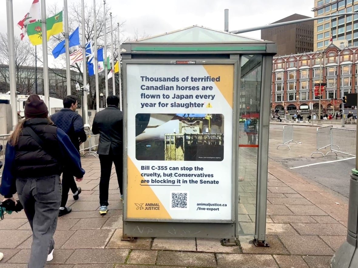 A new bus shelter ad campaign in downtown Ottawa highlights Canada’s live horse export industry and delays in the Senate that have stalled a bill to ban this practice.