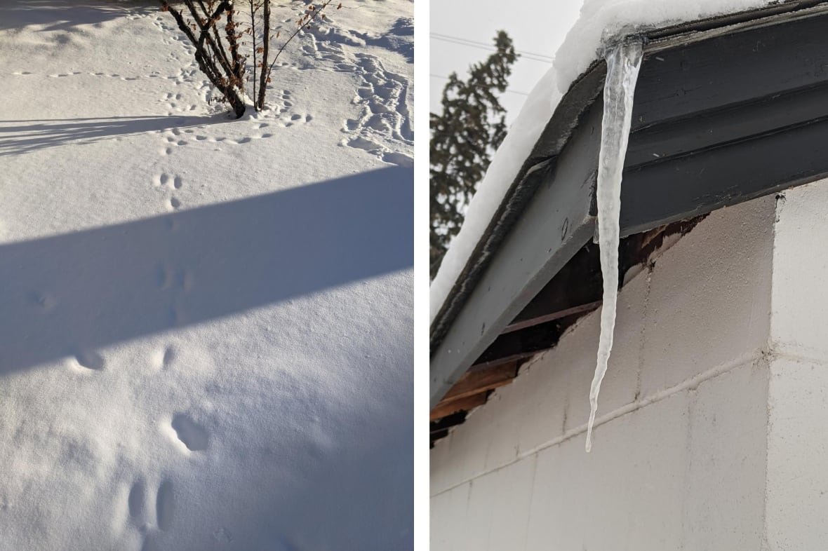 A composite image of rabbit tracks in the snow on the left and an icicle on a roof on the right. 