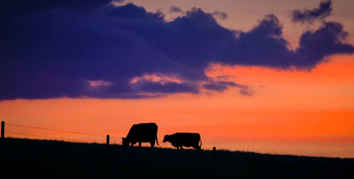 Two cows are silhouetted on a hill against an orange and purple sunsetting sky. 